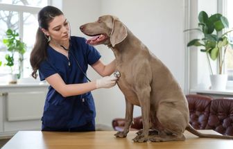 10 causas para o tremor em cachorros