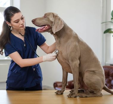 Imagem - 10 causas para o tremor em cachorros