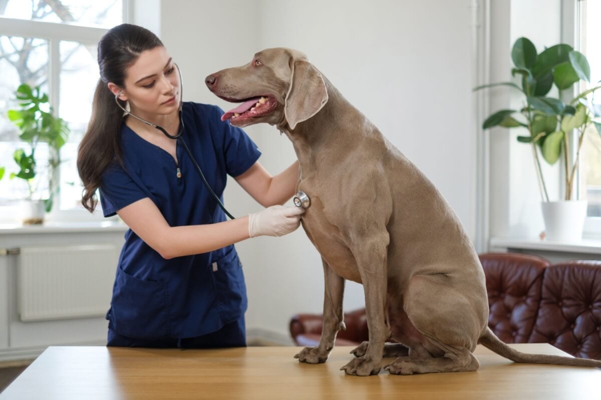 O tremor em cães pode ter diferentes causas (Imagem: Nejron Photo | Shutterstock)