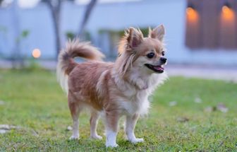 10 nomes para cachorros inspirados em personagens históricos