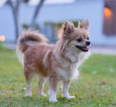 Imagem - 10 nomes para cachorros inspirados em personagens históricos