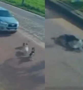 Imagem - Três cães são atropelados em frente a pet shop em Itaituba; motorista fugiu sem prestar socorro