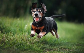 6 cuidados fundamentais com animais idosos