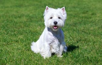 4 características do cachorro west highland white terrier
