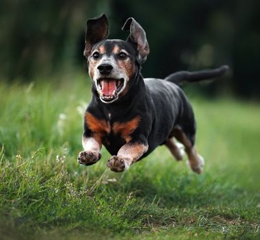 Imagem - 6 cuidados fundamentais com animais idosos