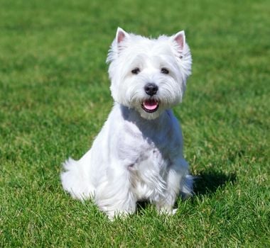 Imagem - 4 características do cachorro west highland white terrier