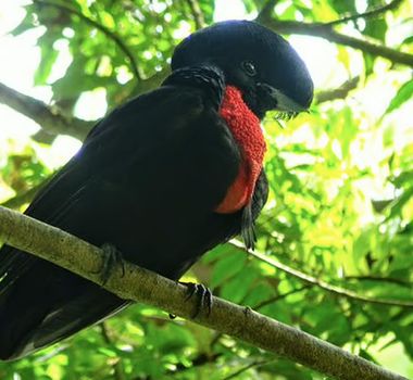 Imagem - Mais de 500 espécies de aves podem desaparecer nos próximos 100 anos, alerta estudo
