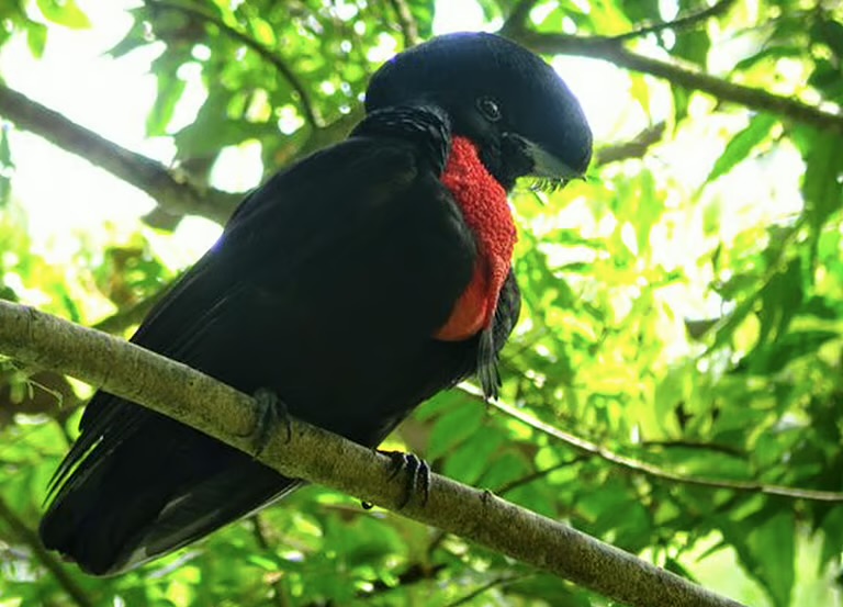 Entre as aves em situação mais delicada estão o pássaro-guarda-chuva-de-pescoço-pelado, o calau-de-capacete e o pássaro-sol-de-barriga-amarela
