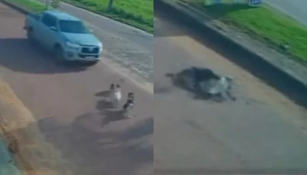 Três cães são atropelados em frente a pet shop em Itaituba; motorista fugiu sem prestar socorro