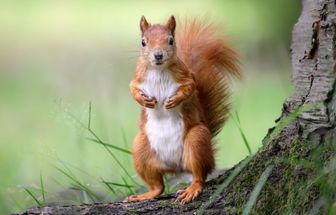 7 curiosidades interessantes sobre os esquilos 