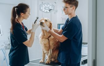 3 passos para cuidar da saúde dos olhos de cães e gatos