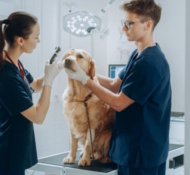 Imagem - 3 passos para cuidar da saúde dos olhos de cães e gatos