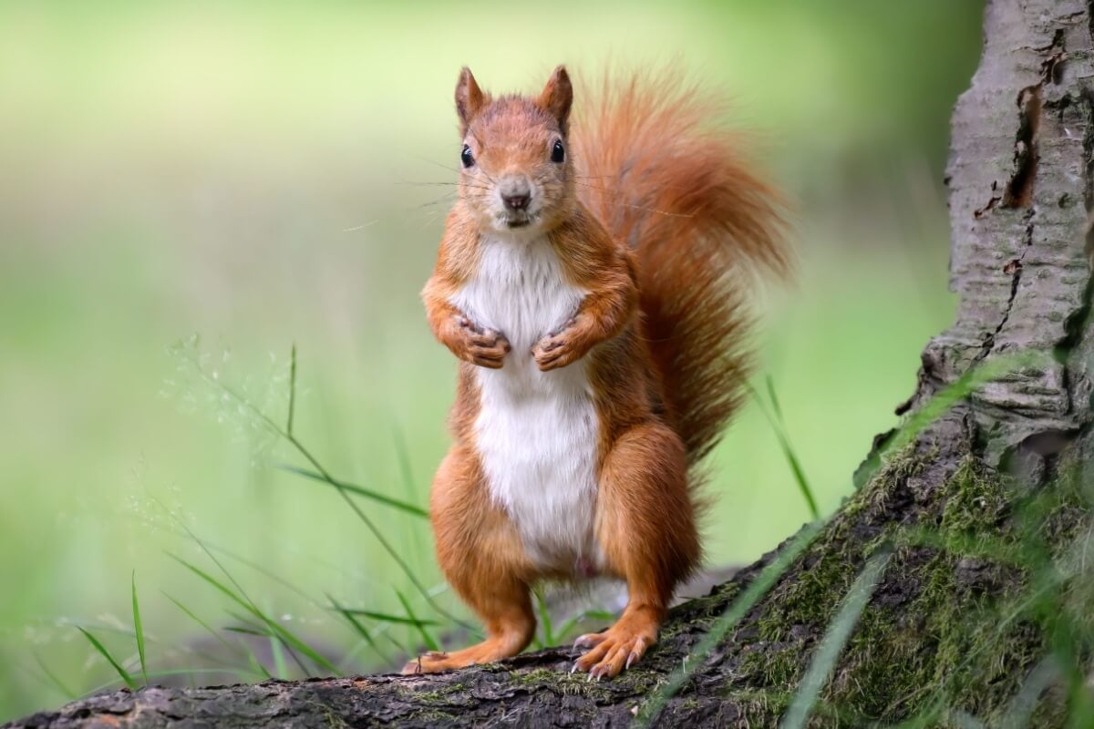 Além da fofura, os esquilos têm habilidades impressionantes (Imagem: eumates | Shutterstock)