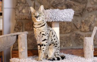 7 raças de gato mais enérgicas 