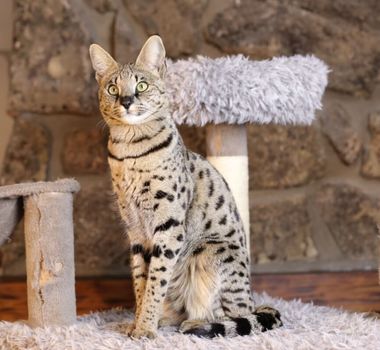 Imagem - 7 raças de gato mais enérgicas 