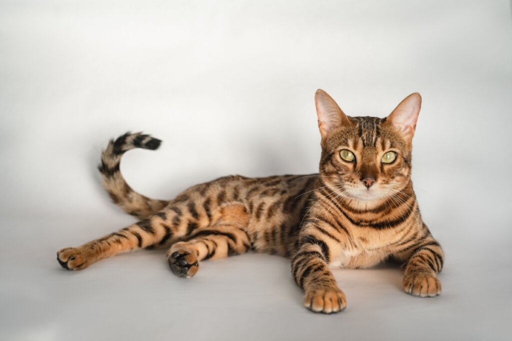 Os gatos da raça bengal têm pelagem que lembram um felino selvagem (Imagem: Koshkina Tatiana | Shutterstock)