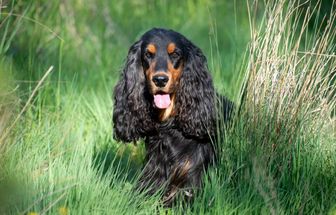7 raças de cachorro com orelhas grandes 