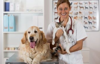7 doenças renais comuns em animais de estimação