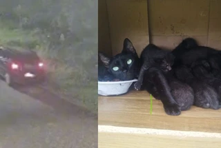 Vídeo: abandono de animais é registrado no conjunto Tapajós, em Belém
