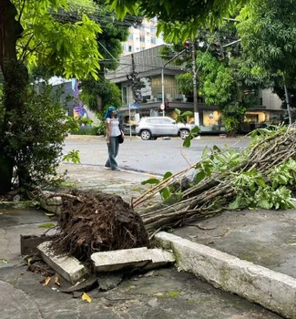 Imagem - Árvore cai e prejudica transito no centro de Belém; confira