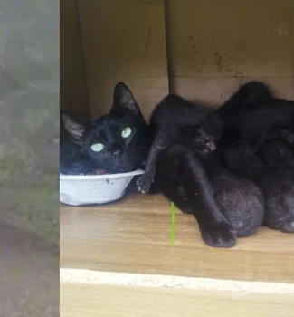 Imagem - Vídeo: abandono de animais é registrado no conjunto Tapajós, em Belém
