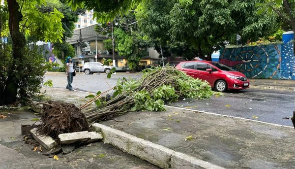Árvore cai e prejudica transito no centro de Belém; confira