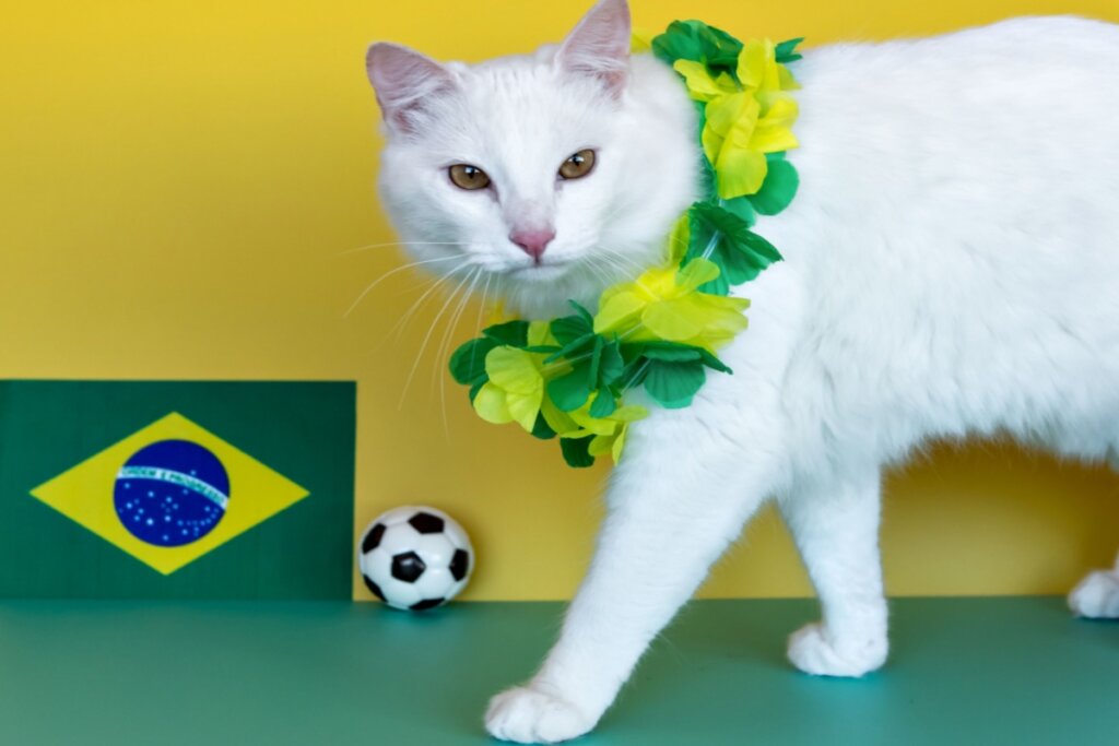 &#8220;Marta&#8221;, estrela do futebol brasileiro, pode ser o nome ideal para gatas determinadas e que &#8220;tomam conta do pedaço&#8221; (Imagem: Giovani Dressler | Shutterstock)