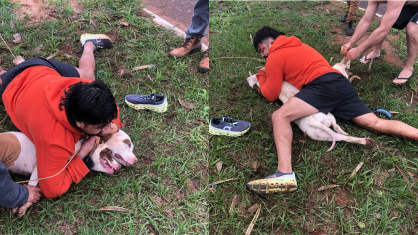 Imagem - Vídeo: lutador de muay thai imobiliza dois pitbulls após ataque em MS