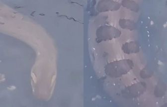 Vídeo: moradores encontram cobra passeando em canal no bairro do Marco, em Belém