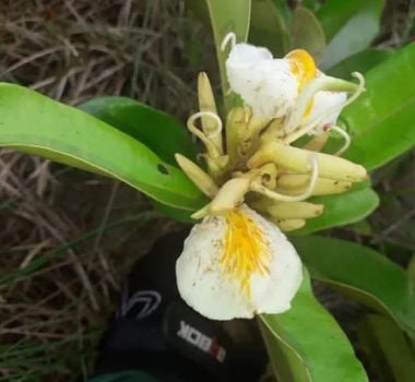 Imagem - Flor rara da Amazônia é encontrada no Parque Estadual do Utinga após mais de um século