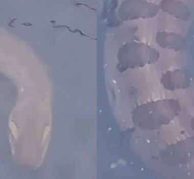 Imagem - Vídeo: moradores encontram cobra passeando em canal no bairro do Marco, em Belém