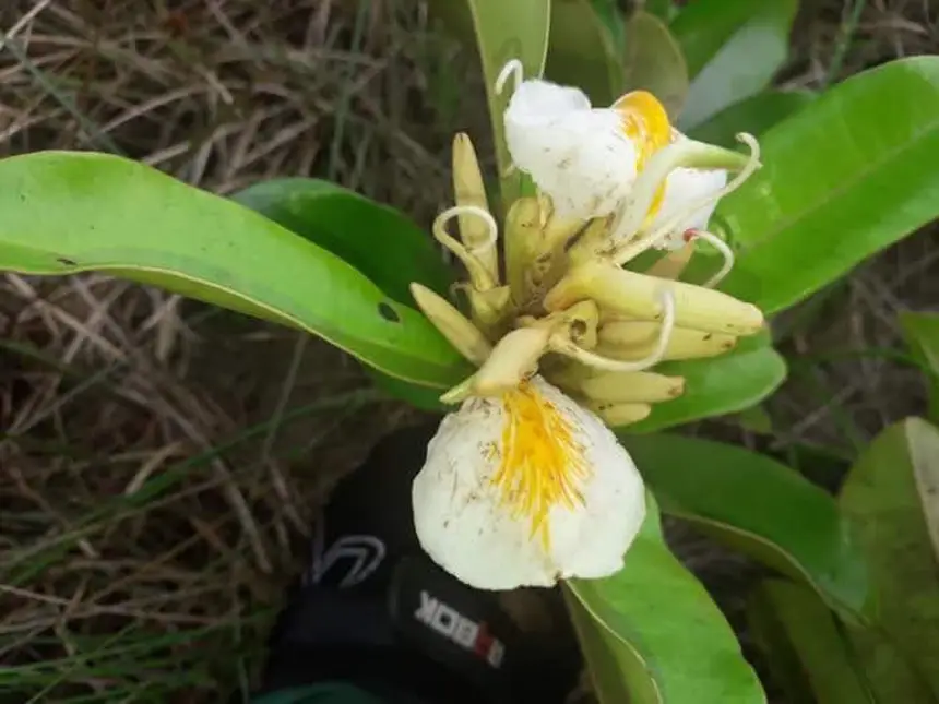 Flor rara da Amazônia é encontrada no Parque Estadual do Utinga após mais de um século