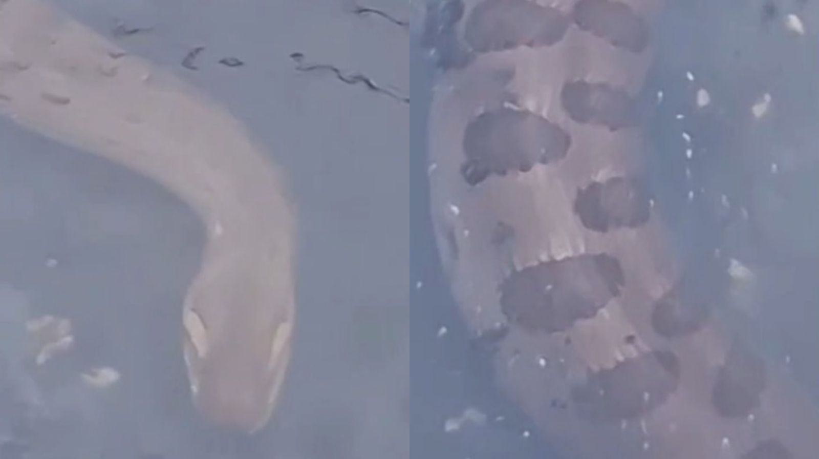 Uma cobra de mais de 2 metros foi vista por moradores no canal da Leal Martins, no bairro do Marco, em Belém.