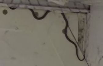 Vídeo: cobra é encontrada em avião e atrasa voo na Austrália
