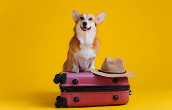 Veja como se preparar para viajar com o seu animal