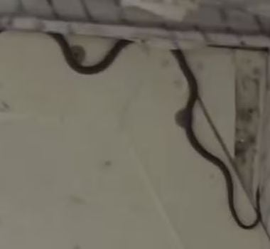 Imagem - Vídeo: cobra é encontrada em avião e atrasa voo na Austrália