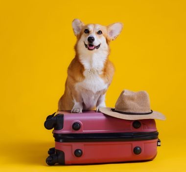 Imagem - Veja como se preparar para viajar com o seu animal