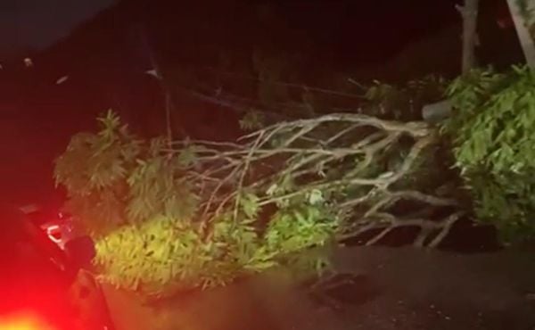 Temporal: queda de árvore deixa av. Perimetral no escuro, em Belém