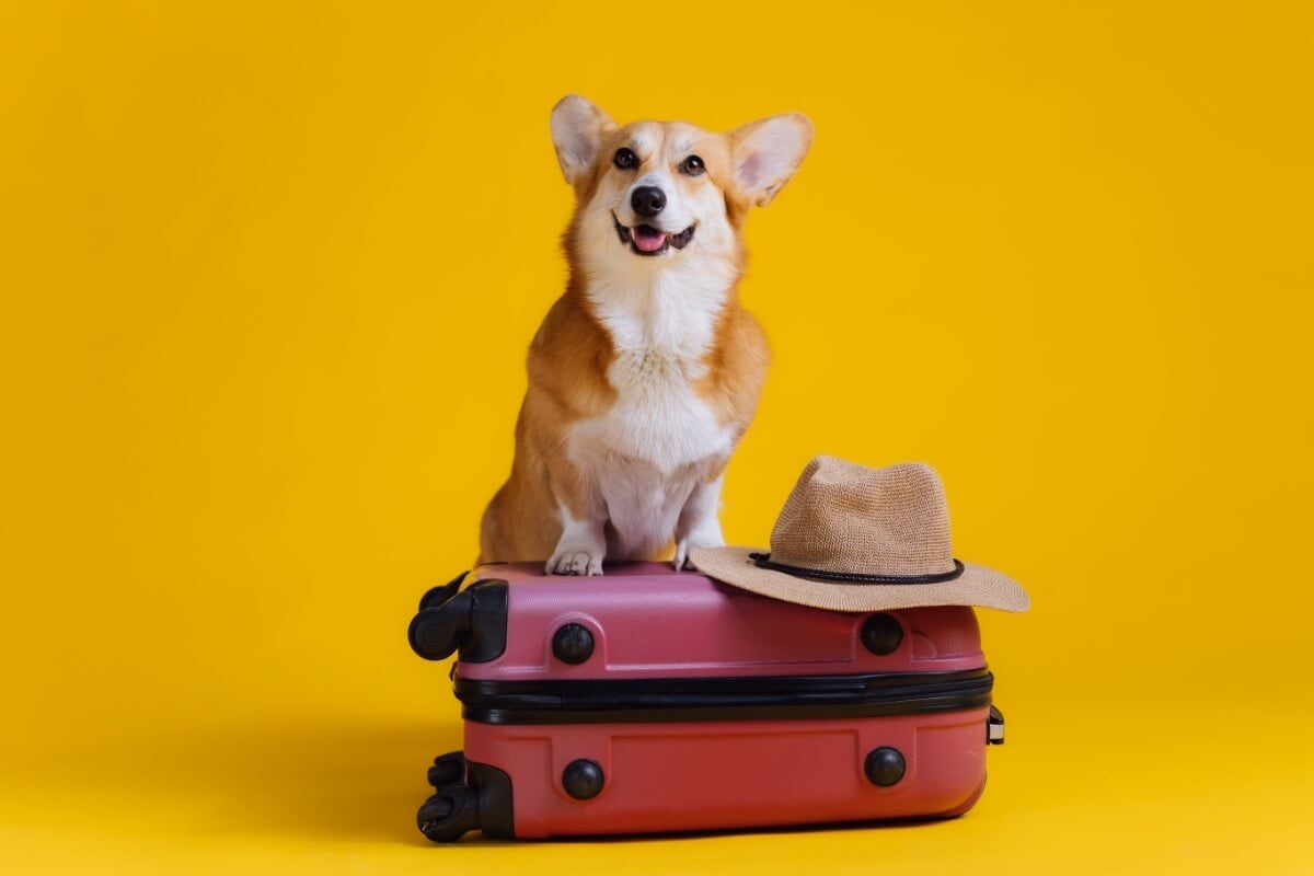 Levar seu animal de estimação em viagens requer cuidados especiais (Imagem: BONDART PHOTOGRAPHY | Shutterstock)