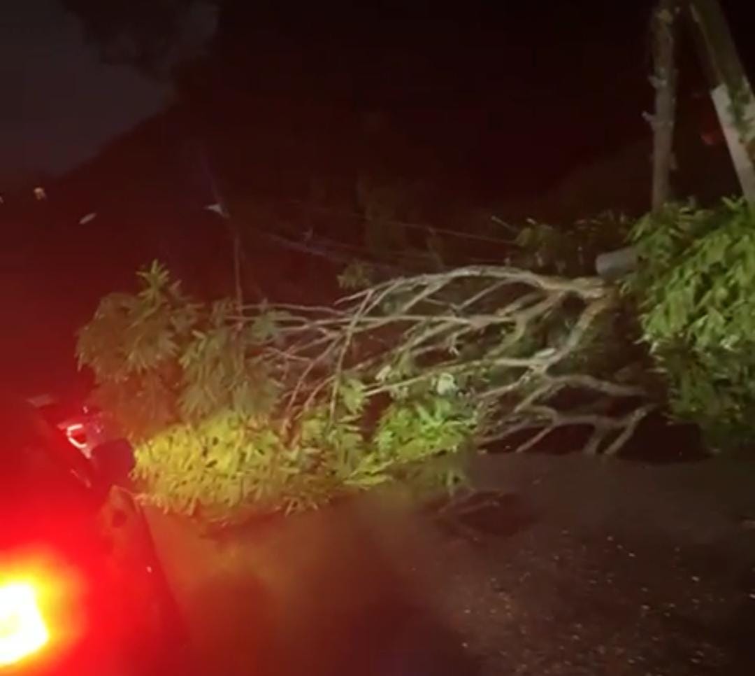 Imagem - Temporal: queda de árvore deixa av. Perimetral no escuro, em Belém