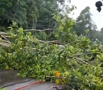 Imagem - Vídeo: em menos de 24 horas, outra árvore cai na av. Perimetral e complica trânsito