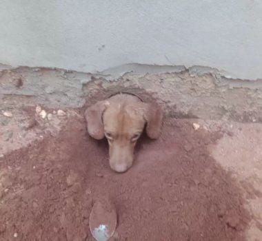 Imagem - Cachorro vai atrás de cadela no cio, fica preso em cano e é salvo por bombeiros