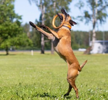 Imagem - 7 raças de cachorro com bastante energia 