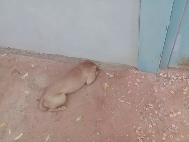 Cachorro ficou preso em cano. 