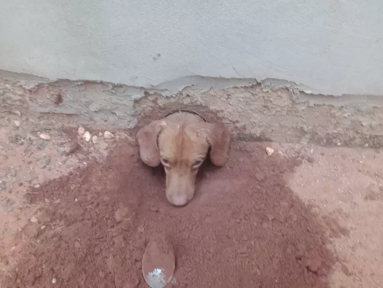 Imagem - Cachorro vai atrás de cadela no cio, fica preso em cano e é salvo por bombeiros