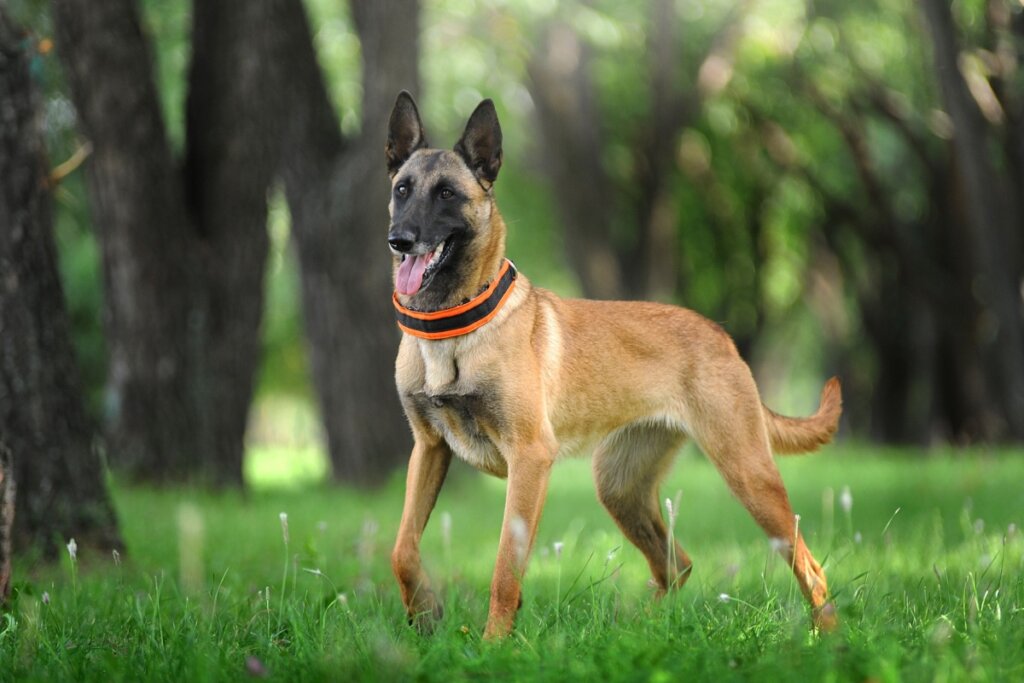 O pastor belga malinois tem corpo atlético e exige desafios constantes (Imagem: Victoria Antonova | Shutterstock)