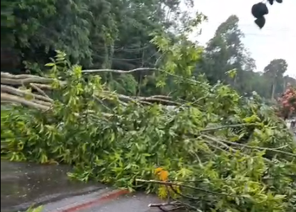 Imagem - Vídeo: em menos de 24 horas, outra árvore cai na av. Perimetral e complica trânsito