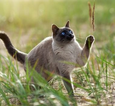 Imagem - 4 características do gato da raça thai