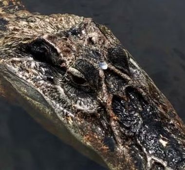 Imagem - Vídeo de jacaré 'pet' em rio do Amazonas viraliza nas redes sociais