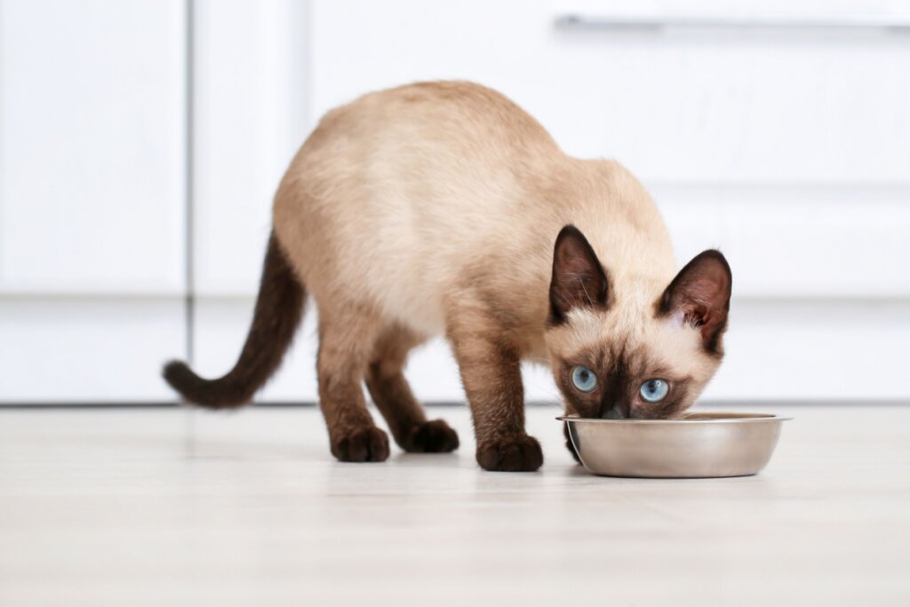 O gato da raça thai demanda uma alimentação balanceada, rica em proteínas de alta qualidade (Imagem: Pixel-Shot | Shutterstock)